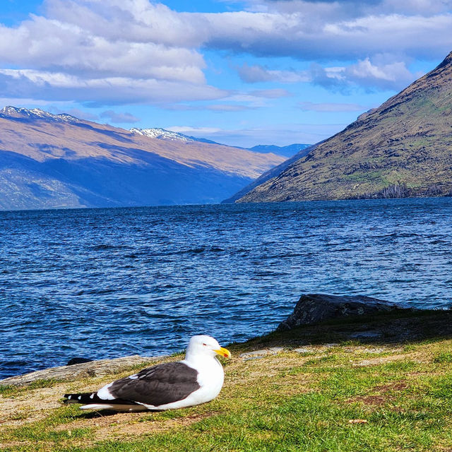 Ripples & Reflections: Sunshine Bay Serenity 
