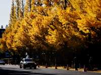 Meiji Jingu Gaien จุดชมใบไม้เปลี่ยนสีโตเกียว 🍂