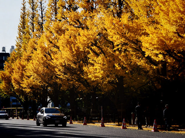 Meiji Jingu Gaien จุดชมใบไม้เปลี่ยนสีโตเกียว 🍂