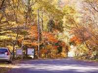 🌲 Akasawa Natural Recreational Forest – One of Japan’s Most Beautiful Forests 🌲