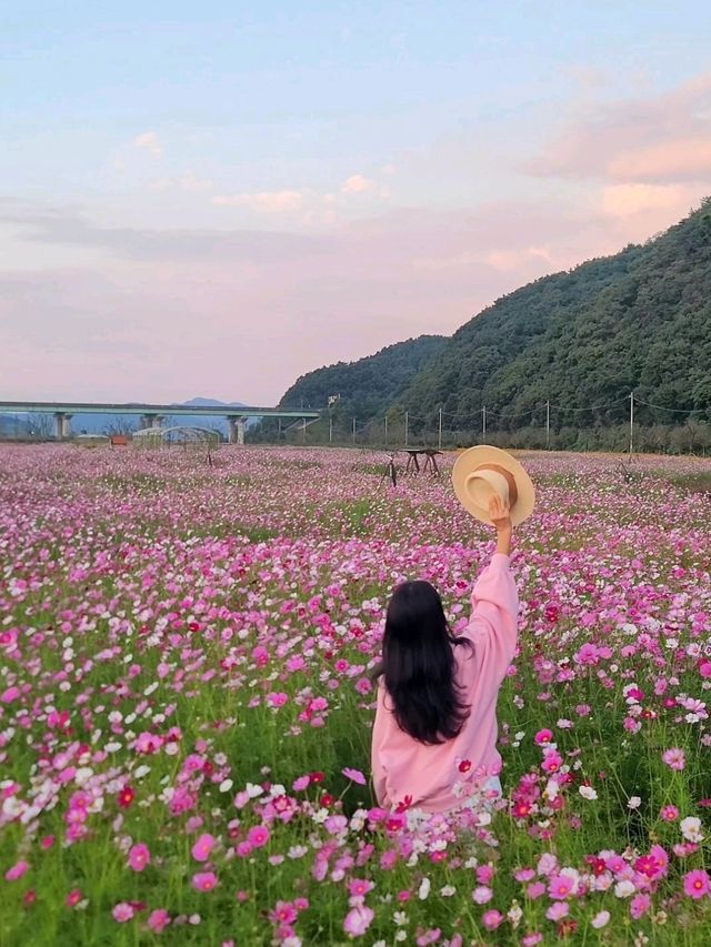 끝없이 펼쳐지는 가을 코스모스 추천여행지🩷