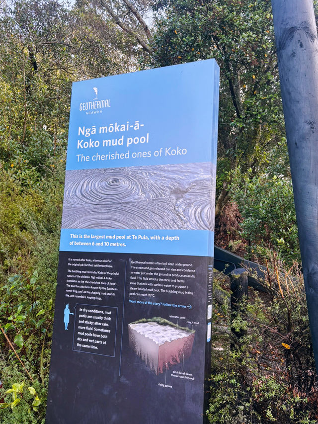 【新西蘭北島】波胡圖間歇泉（Pohutu Geyser）：震撼的自然奇觀，感受地熱的力量