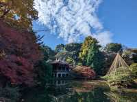 🌸 Seasonal Serenity at Shinjuku Gyoen National Garden