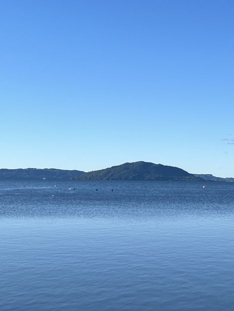 🇳🇿🦢 Rotorua's Swan Lake: Where Emerald Waters Meet Sapphire Skies! 🌊