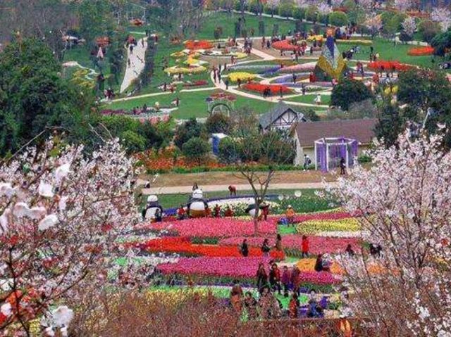 最夢幻花海色彩繽紛旅人必去💕成都漫花莊園