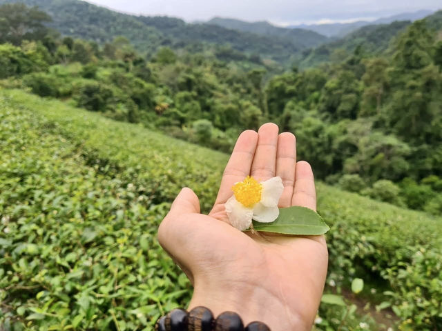 ไร่ชาลุงเดช เชียงใหม่ 🍵🌿🍃