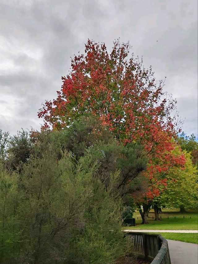 Autumn Whispers: The Floral Beauty of Kuirau Park