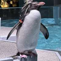 北海道札幌市中心- AOAO SAPPORO水族館