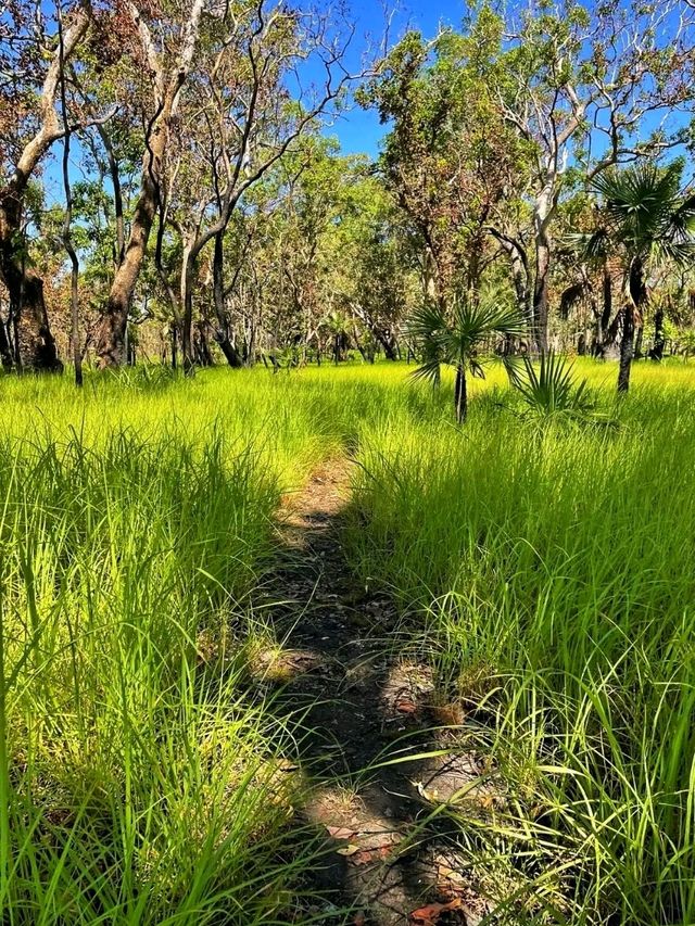 🌿💦 Litchfield National Park – Australia’s Tropical Wonderland 🌿💦 Litchfield National Park – Australia’s Tropical Wonderland