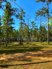 🌲🏞️ Mountain Pine Ridge Forest Reserve – Belize’s Highland Wonderland