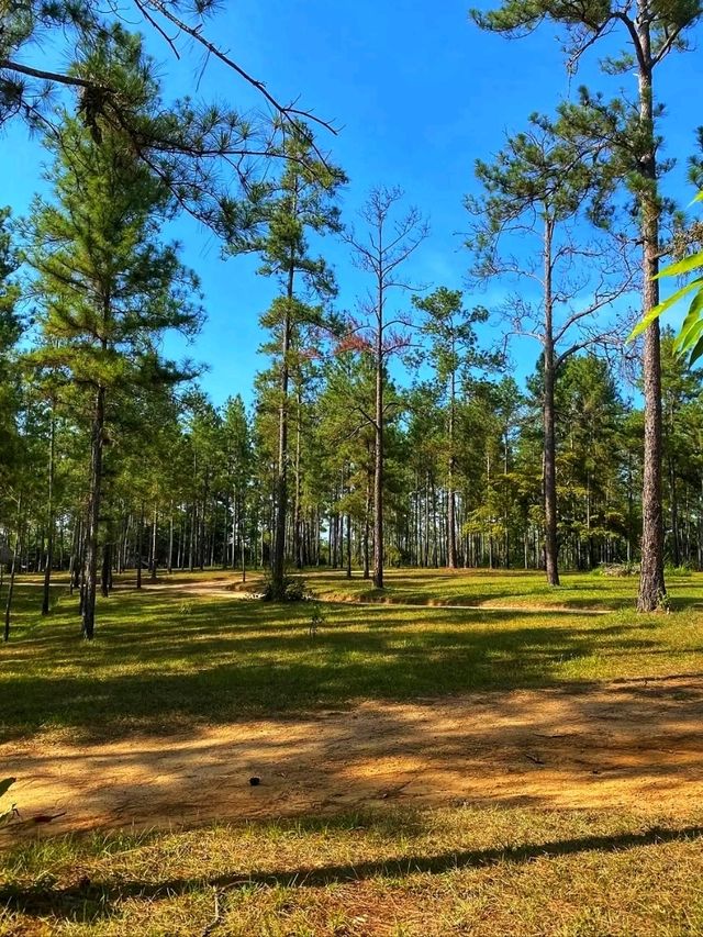 🌲🏞️ Mountain Pine Ridge Forest Reserve – Belize’s Highland Wonderland