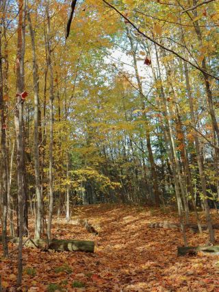 Scugog Autumn Forest x Healing Retreat