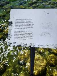 Lake Clifton Thrombolites: Earth's Ancient Life Forms