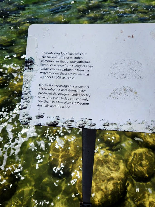 Lake Clifton Thrombolites: Earth's Ancient Life Forms