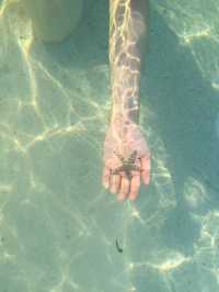 Doljo Beach - Starfish everywhere!