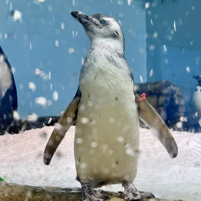 台北Xpark 超夢幻水族館 ✨ 台北Xpark 超夢幻水族館 ✨