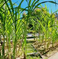 🏭 台中｜帝國糖廠×與舊城市的對話時光