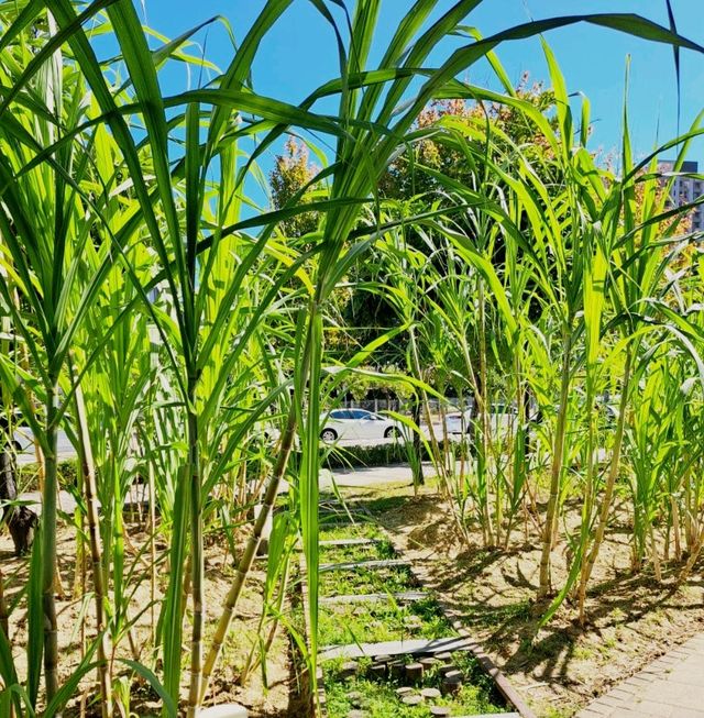 🏭 台中｜帝國糖廠×與舊城市的對話時光