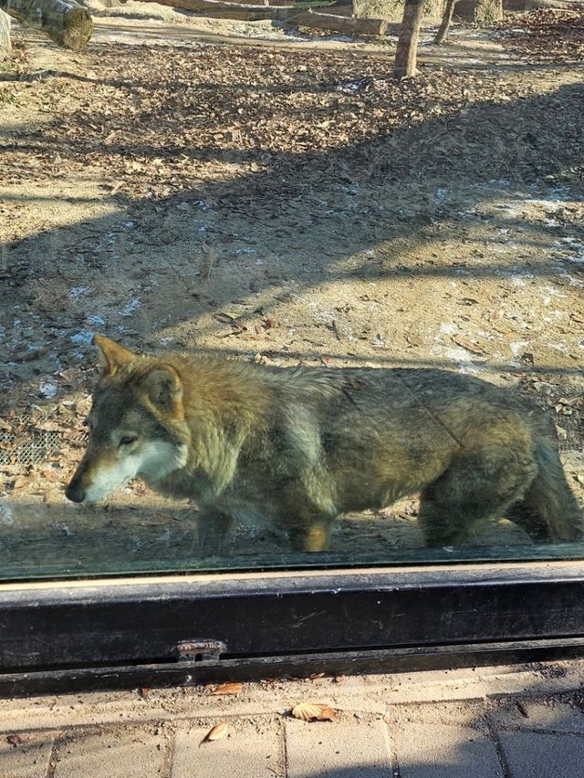 🐯동물들을 사랑하는 동물원 청주랜드동물원 다녀오기🦁 🐯동물들을 사랑하는 동물원 청주랜드동물원 다녀오기🦁