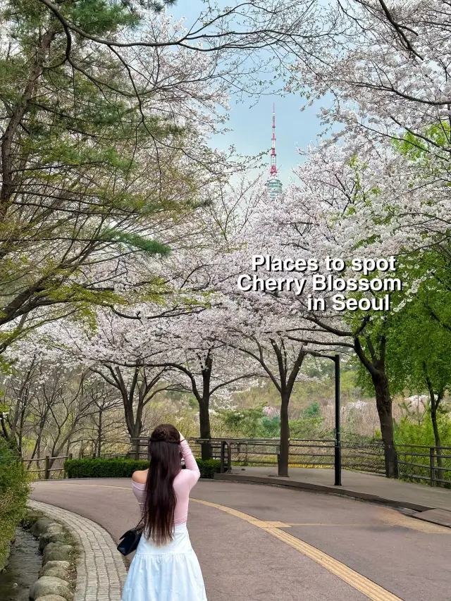 Places to see cherry blossoms in 🇰🇷