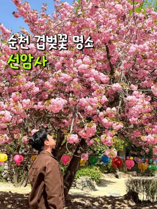 순천 겹벚꽃 명소 선암사🌸