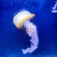 珠海長隆兩天一夜套票怎麼玩！🐬🐳🐋🎢😆