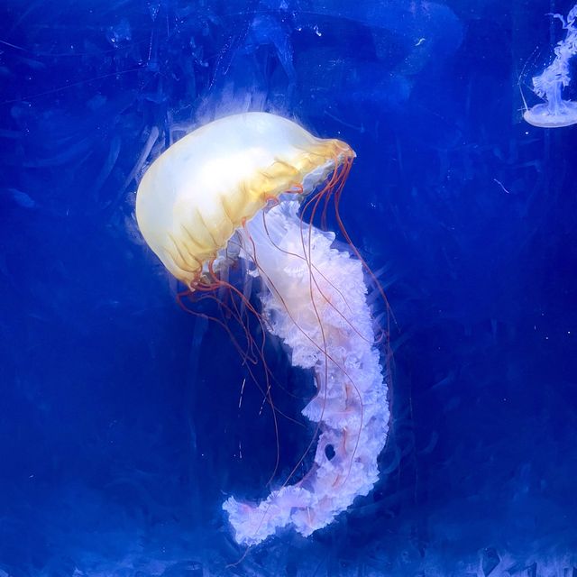 珠海長隆兩天一夜套票怎麼玩！🐬🐳🐋🎢😆