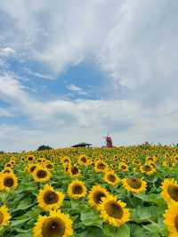 무려 40만송이! 끝없이 펼쳐진 해바라기밭🌻🌻