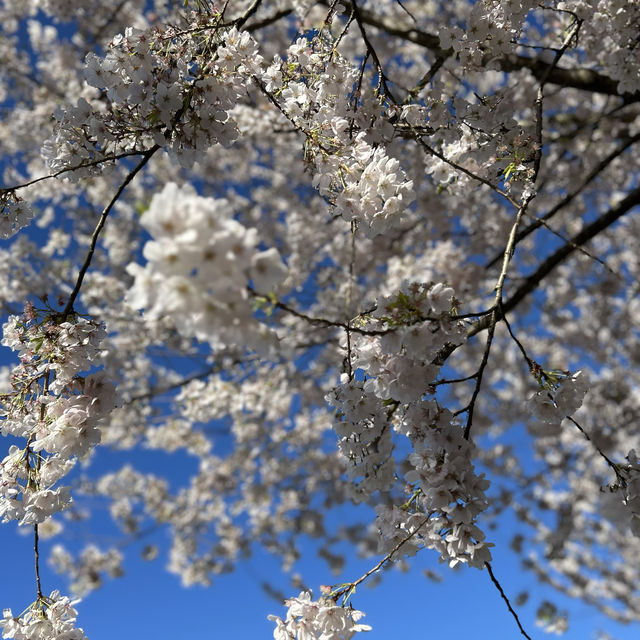 Spring into spring😁
