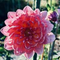 很幽靜美麗的社區植物園