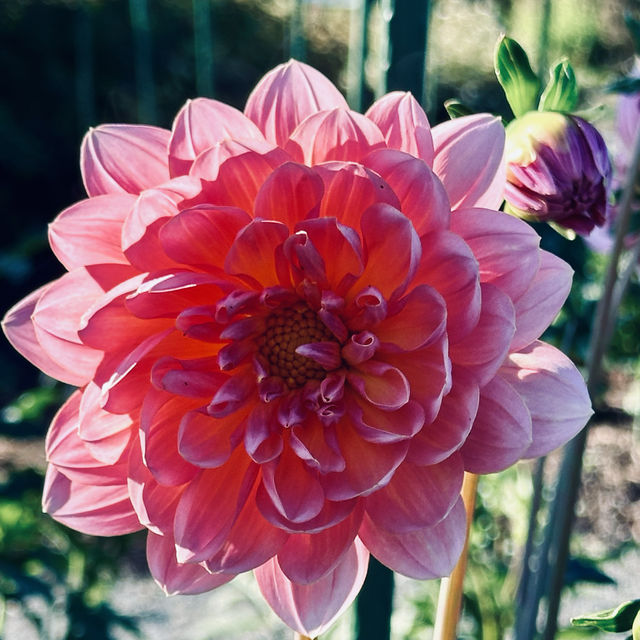 很幽靜美麗的社區植物園