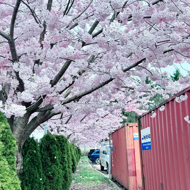 温哥華列治文市區的櫻花🌸