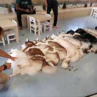 馬六甲Husky天堂 | 盡情享受被哈士奇們包圍吧！