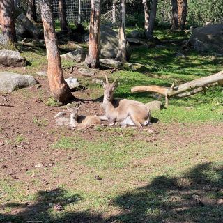 What are foreign zoos like!!🐻🐺🦫🐐