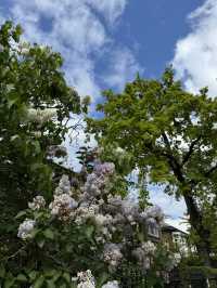 💜🇬🇧倫敦Notting Hill的紫藤花：春日裡的浪漫篇章 🌿💜
