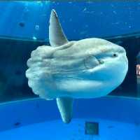 🐋横濱八景島海島樂園🦭島上的水族館和機動遊戲