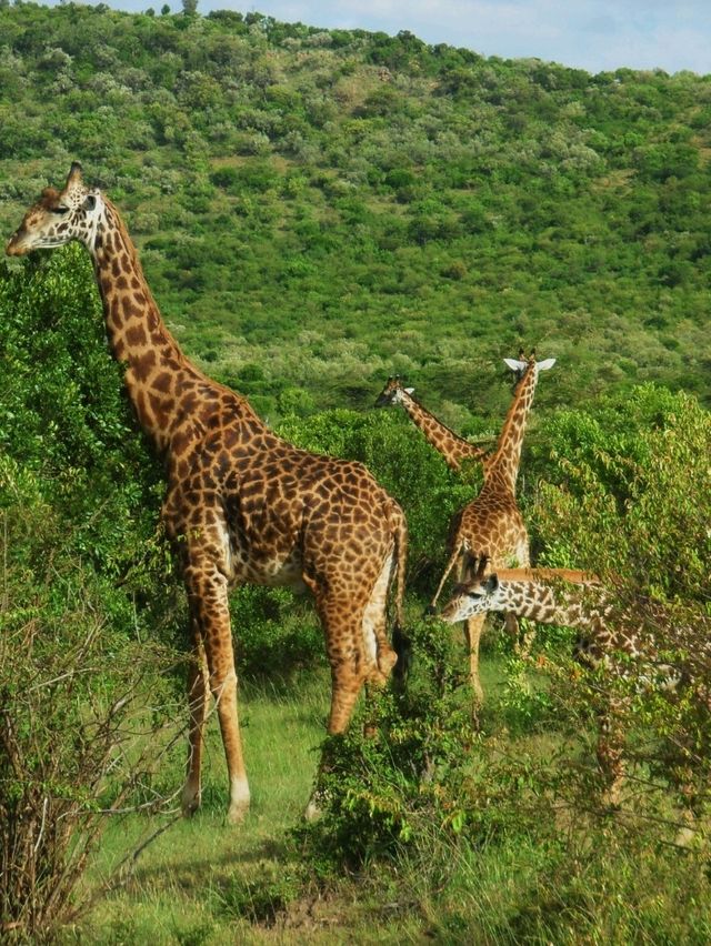 Masai mara national park