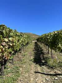 Douro Valley: Portugal’s Breathtaking Wine Wonderland