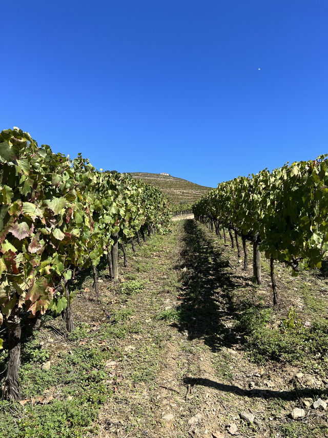 Douro Valley: Portugal’s Breathtaking Wine Wonderland