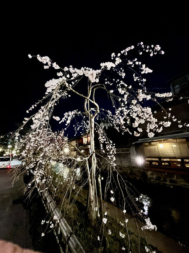 Beautiful Kyoto