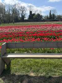 Tulleys Tulip Fest - England 