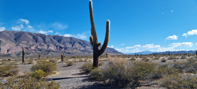 Salta surrounding and Los Cardones National Park