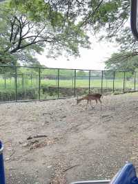 🦁🌿 Vigan Safari Adventure – Where the Wild Roars in the North! 🌿🦓