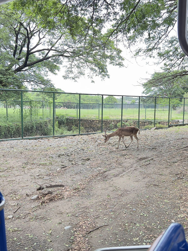 🦁🌿 Vigan Safari Adventure – Where the Wild Roars in the North! 🌿🦓
