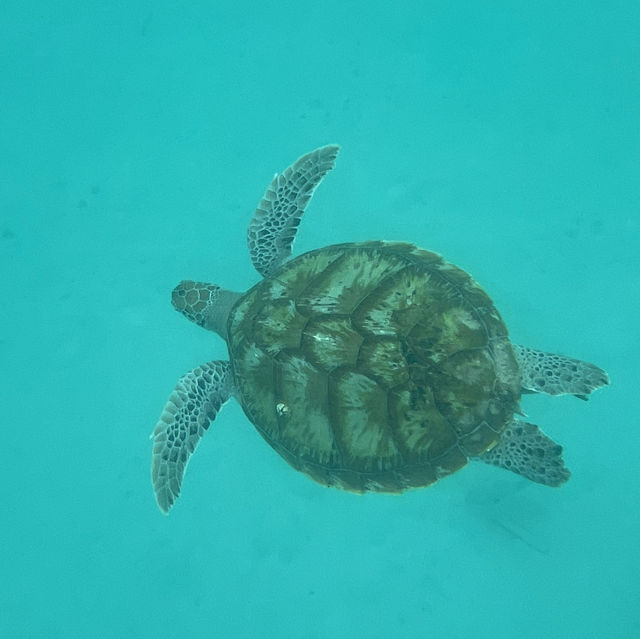 ๐ฒ๐พ Malaysia ๐๏ธ Redang Island Magic Escape ๐ ๐ฒ๐พ Malaysia ๐๏ธ Redang Island Magic Escape ๐