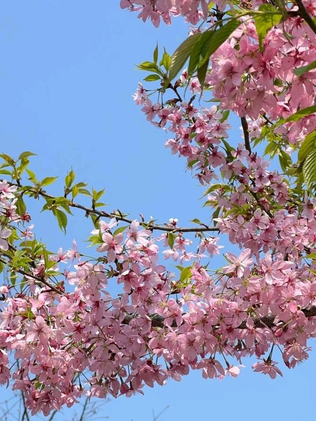 Сад Пинба в долине Гуйчжоу Сад Пинба в долине Гуйчжоу
