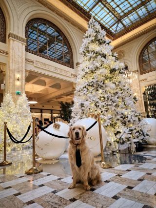 Ready to discover an unforgettable fusion of history and elegance right in the heart of Bucharest? The Marmorosch Bucharest, Autograph Collection, stuns with its Western-inspired architecture and jaw-dropping interiors that instantly boost your content game!😍 This hotel feels like stepping into a grand European story—with a modern twist, top-tier service, and a vibe that makes every moment feel premium.

Step inside and let the marble halls and golden accents inspire your Instagram shots! The location is super central (Strada Doamnei 2), making it easy to wander Old Town or explore nearby cultural gems like the National Museum of Romanian History. You’ll appreciate professional staff who greet you with early check-in, and smooth, attentive service that truly raises the bar.

Insider tips for creators:
1️⃣ Snap your portraits in the lobby’s bank vault doors for an unbeatable “money shot” plus the intricate ceiling details—they pop on your grid!  
2️⃣ Head to the spa sanctuary (open daily) before breakfast for soft sunlight and luxurious marble backdrops—stories and reels just glow here.  
3️⃣ Don’t miss breakfast in the main dining area: set up your foodie flat-lays with the buffet’s colorful spreads or order the à la carte eggs Benedict for that luxe brunch aesthetic.

Book your stay via trip.com early to lock in the best deals and request early check-in if you’ll be taking morning arrival photos. For exploring Bucharest, stroll the cobblestone lanes after sunrise for golden light and classic architecture—ideal for both sightseeing and snaps!

#Bucharest #LuxuryHotel #ArchitectureLovers #TravelBlogger #CityEscape