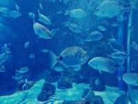 Is the Oceanogràfic Valencia Worth It for Your Adventure Trip? 🐠🌊