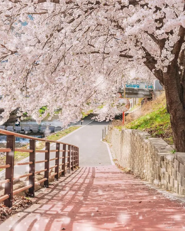 Seoul buddies, come here in a few days to enjoy the cherry blossoms.