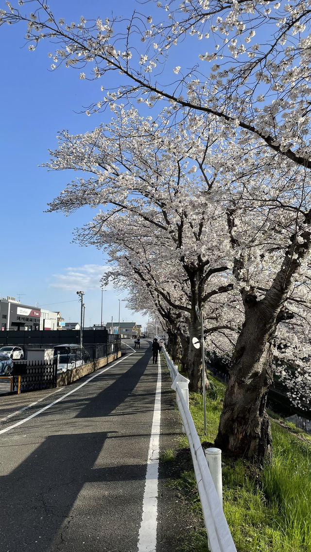 Nara's Saho River Sakura 🌸 A lesser-known spot for cherry blossom viewing, but a huge and beautiful area!